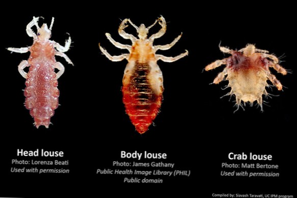 difference between lice and crabs