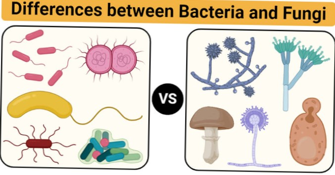 diferență între ciuperci viruși bacterieni și paraziți